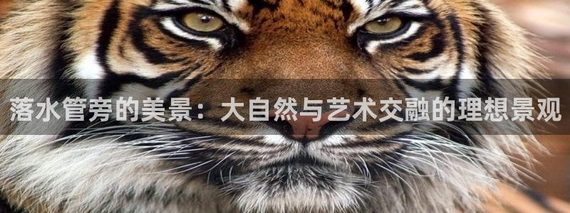 球盟会官方网站入口
