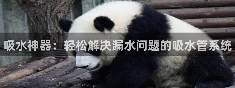 球盟会登陆入口